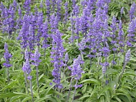 Шалфей мучнистый (Victoria Blue)