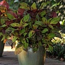 Колеус гибридный (Coleus х hybrida) Колеус гибридный (Coleus х hybrida)