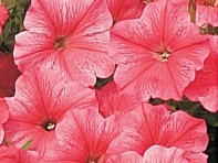 Петуния ампельная гибридная (Velvet F1)