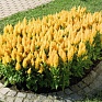 Целозия метельчатая (Celosia plumosa)