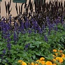 Шалфей межвидовой (Salvia longispicata x farinacea) Шалфей межвидовой (Salvia longispicata x farinacea)