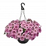 Петуния ампельная гибридная (Petunia х hybrida)