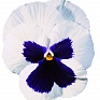 Виола Виттрока (Viola wittrockiana)