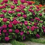 Цинния изящная (Zinnia elegans) Цинния изящная (Zinnia elegans)