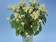 Целозия колосистая (перистая) (Celway)