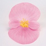 Бегония вечноцветущая (зеленая листва) (Begonia semperflorens)