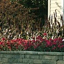 Гвоздика турецкая (Dianthus barbatus)