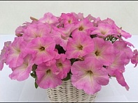 Петуния ампельная гибридная (MyLove (Amore Mio) F1)