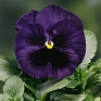 Виола Виттрока (Viola wittrockiana)