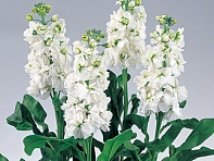 Левкой седой (Noble)