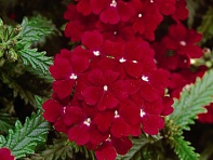 Вербена гибридная (Obsession F1)