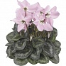 Цикламен персидский (Cyclamen persicum)