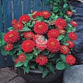 Цинния изящная (Zinnia elegans)