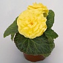 Бегония клубневая махровая (Begonia tuberhybrida)