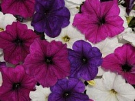 Петуния ампельная гибридная (Easy Wave F1)