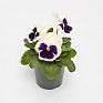Виола виттрока (Viola wittrockiana) Виола виттрока (Viola wittrockiana)