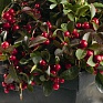 Гаультерия лежачая (Gaultheria procumbens)