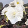 Бегония клубневая махровая ампельная (Begonia tuberhybrida) Бегония клубневая махровая ампельная (Begonia tuberhybrida)