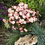 Бегония вечноцветущая (зеленая листва) (Begonia semperflorens)