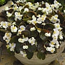 Бегония вечноцветущая (бронзовая листва) (Begonia semperflorens)