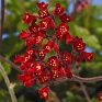 Гейхера кроваво-красная (Heuhera sanguinea)