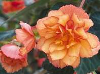 Бегония клубневая махровая ампельная