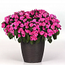 Бальзамин гибридный межвидовой (Impatiens walleriana) Бальзамин гибридный межвидовой (Impatiens walleriana)