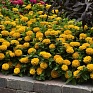 Цинния изящная (Zinnia elegans) Цинния изящная (Zinnia elegans)