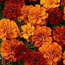 Бархатцы отклоненные (Tagetes patula) Бархатцы отклоненные (Tagetes patula)