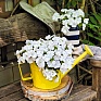 Бальзамин Уоллера (Impatiens walleriana)