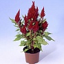 Целозия метельчатая (Celosia plumosa) Целозия метельчатая (Celosia plumosa)