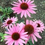 Эхинацея пурпурная (Echinacea purpurea)
