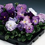 Виола Виттрока (Viola wittrockiana) Виола Виттрока (Viola wittrockiana)