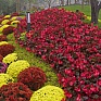 Бегония гибридная (бронзовая листва) (Begonia benariensis)