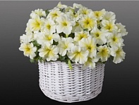 Петуния ампельная гибридная (Capri F1)