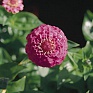 Цинния изящная (Zinnia elegans)