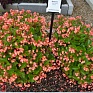 Бегония гибридная (зеленая листва) (Begonia hybrida) Бегония гибридная (зеленая листва) (Begonia hybrida)
