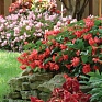 Бегония гибридная (зеленая листва) (Begonia hybrida)