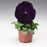 Виола Виттрока (Viola wittrockiana) Виола Виттрока (Viola wittrockiana)