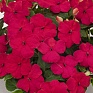 Бальзамин Уоллера (Impatiens walleriana) Бальзамин Уоллера (Impatiens walleriana)