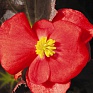Бегония вечноцветущая (бронзовая листва) (Begonia semperflorens)