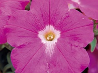 Петуния ампельная гибридная (Trilogy F1)