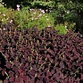 Колеус гибридный (Coleus х hybrida) Колеус гибридный (Coleus х hybrida)