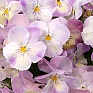 Виола Виттрока (Viola wittrockiana)