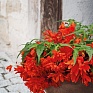 Бегония гибридная ампельная (зеленая листва) (Begonia hybrida) Бегония гибридная ампельная (зеленая листва) (Begonia hybrida)