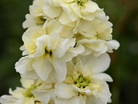 Левкой седой (Column)