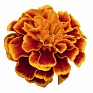 Бархатцы отклоненные (Tagetes patula) Бархатцы отклоненные (Tagetes patula)