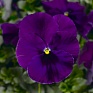 Виола Виттрока (Viola wittrockiana) Виола Виттрока (Viola wittrockiana)