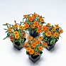 Цинния узколистная (Хаге) (Zinnia angustifolia (haageana))