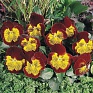 Виола виттрока (Viola wittrockiana) Виола виттрока (Viola wittrockiana)